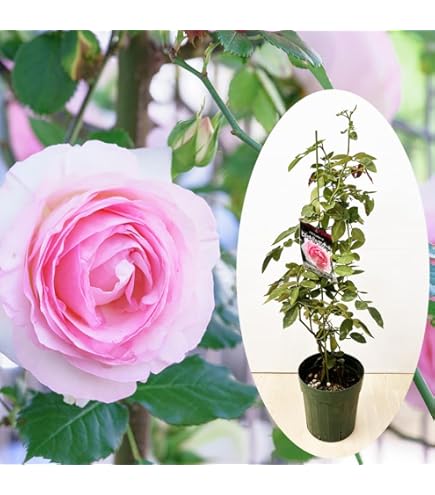 Amazon.co.jp: 《国産Aグレード品 バラ切り接ぎ用台木》 ノイバラ (5本